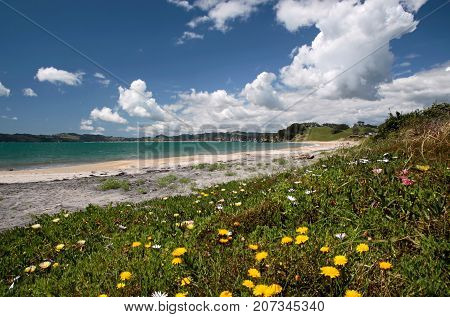 Beach With Yellow Ice Plant