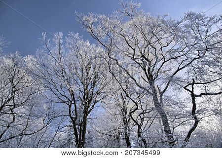 Tree With Hoar Frost