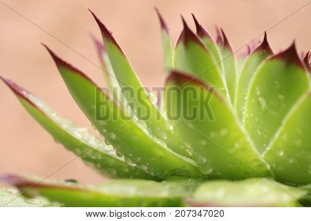 Succulent with rain drops in Simiane-la-Rotonde in Provence France