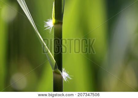 Reed beds near Szigliget Lake Balaton Hungary