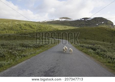 Sheeps on mountain in joutunheimen in norway