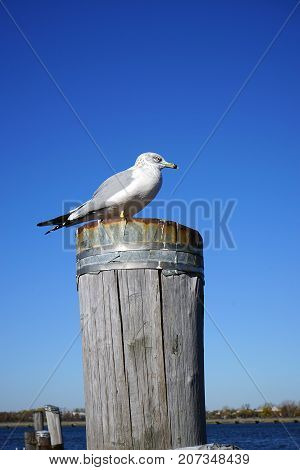 The Gull on a post in New York .