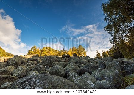 forest with red foliage on sunny day. ravishing nature background