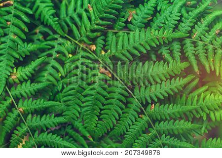 Fresh Green Fern Leaves On Blur Background In The Garden. Texture Of Fern Leaves.