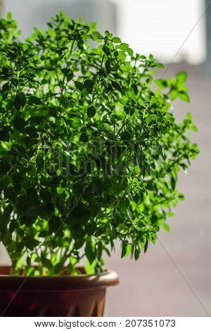 A Bunch Of Green Lemon Basil On A White Concrete Table Against A Brick Wall Background.