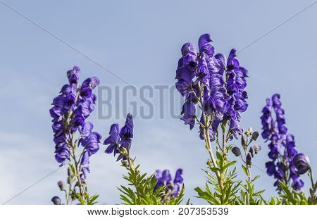 Close-up image of violet high altitude wildflowers (Aconitum napellus) against a blue sky in the Cirque de Troumouse Pyrenees National Park France