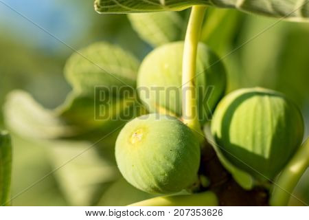 A branch of green figs at sunshine, Crete, Greece.