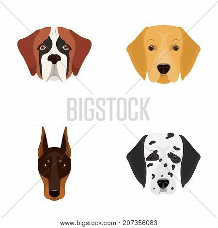 Muzzle of different breeds of dogs.Dog of the breed St. Bernard, golden retriever, Doberman, Dalmatian set collection icons in cartoon style vector symbol stock illustration .