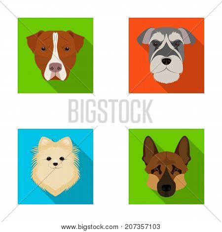 Muzzle of different breeds of dogs.Dog breed Stafford, Spitz, Risenschnauzer, German Shepherd set collection icons in flat style vector symbol stock illustration .