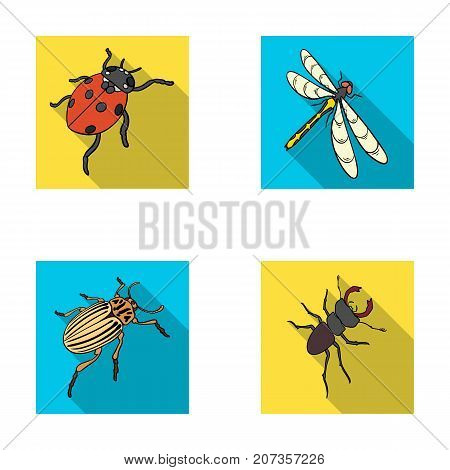 Arthropods Insect ladybird, dragonfly, beetle, Colorado beetle Insects set collection icons in flat style vector symbol stock isometric illustration .