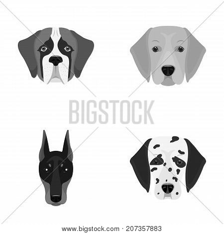 Muzzle of different breeds of dogs.Dog of the breed St. Bernard, golden retriever, Doberman, Dalmatian set collection icons in monochrome style vector symbol stock illustration .