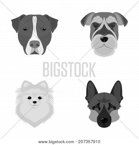 Muzzle of different breeds of dogs.Dog breed Stafford, Spitz, Risenschnauzer, German Shepherd set collection icons in monochrome style vector symbol stock illustration .