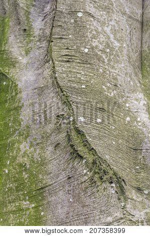 a full frame natural abstract bark detail