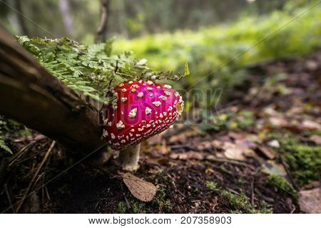 Red Fly Agaric Mushroom In Scandinavian Forest