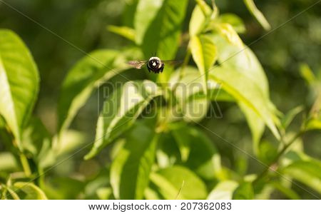 Bumble bee buzzing around amoung green bushes