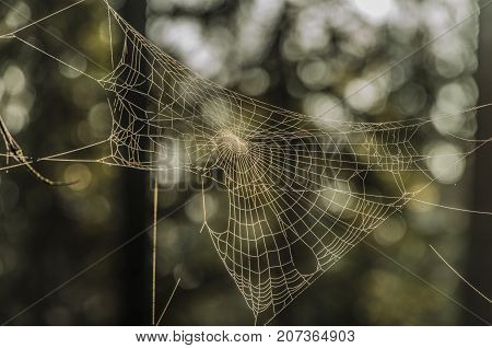 Silver And Golden Cobweb Near Kladska Pond In Autumn Sunny Morning