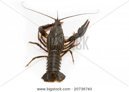 Ųķčnķch Astacus leptodactylus. Úzký Drápal raků na bílém pozadí.