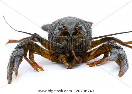 Ųķčnķch Astacus leptodactylus. Úzký Drápal raků na bílém pozadí.