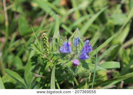 Blue bellflower fall wildflower close view of blossoms, horizontal aspect