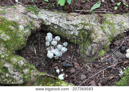An enclave a tiny pale grey mushrooms nestled between tree roots and visited by a snail