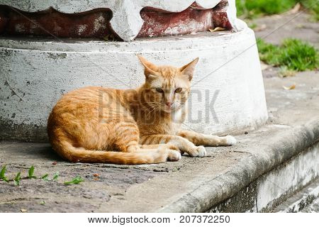 The orange homeless cat lives in a temple in Thailand. Stray cat remains a still unresolved problem in Thailand.