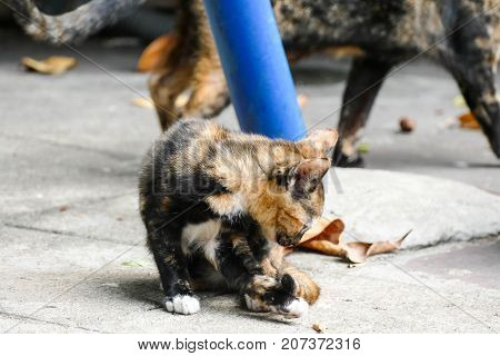 The homeless cat lives in a temple in Thailand. Stray cat remains a still unresolved problem in Thailand.