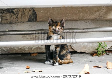 The homeless cat lives in a temple in Thailand. Stray cat remains a still unresolved problem in Thailand.