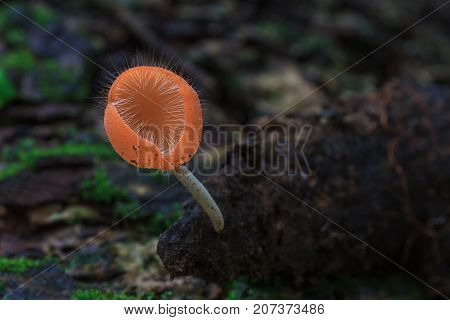Cookeina Tricholoma In Rainforest