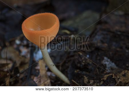 Close Up Pink Burn Cup In Nature