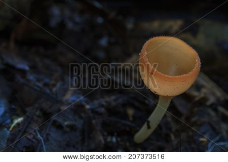 Close Up Pink Burn Cup In Nature