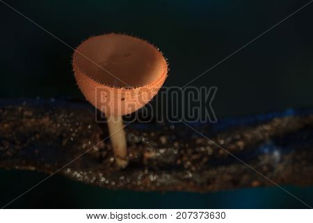 Close Up Pink Burn Cup In Nature