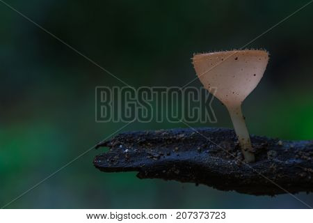Close Up Pink Burn Cup In Nature