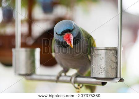 Psittacula alexandri parrot close-up on an iron perch looking at camera, China