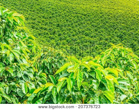 This image shows a coffee plantation in Jerico Colombia in the state of Antioquia.