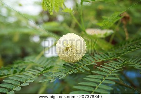close up white leucaena glauca flower in nature garden