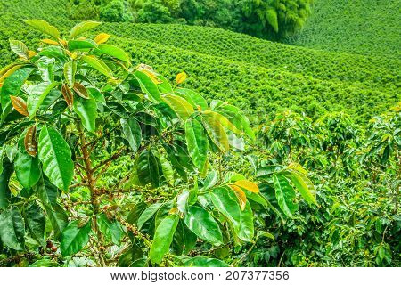 This image shows a coffee plantation in Jerico Colombia in the state of Antioquia.