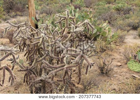 Cactus known as the cane cholla, walking stick cholla, or the chainlink cactus, in Saguaro National Park, Tucson, Arizona, USA.