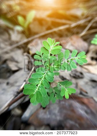 close up Phyllanthus niruri plant in nature garden