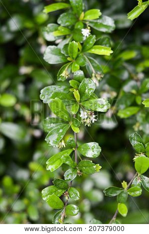 fresh green Carmona retusa leaves in nature garden