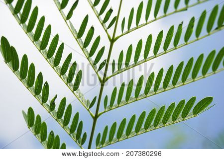 fresh green leucaena glauca tree in nature garden