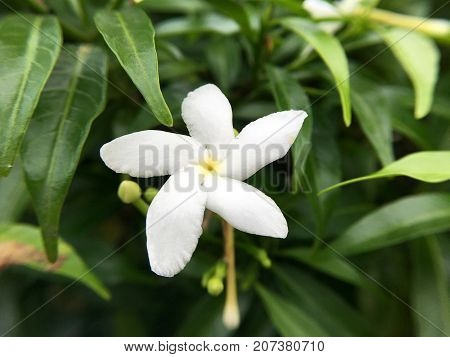 close up white Gardenia jasminoides flower in nature garden