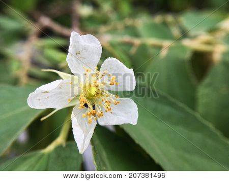 close up white Muntingia calabura flower in nature garden