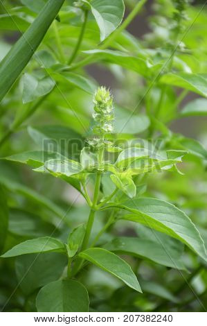fresh green Ocimum basilicum plant in nature garden