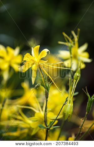 Golden Columbine (aquilegia Chrysantha)