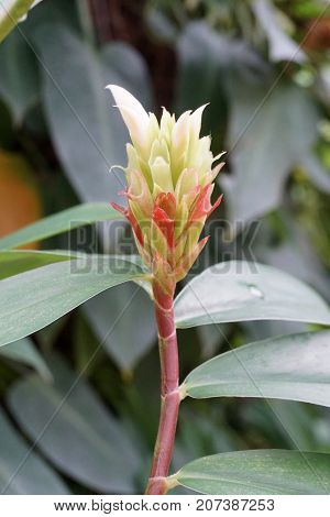 close up costus speciousus flower in nature garden