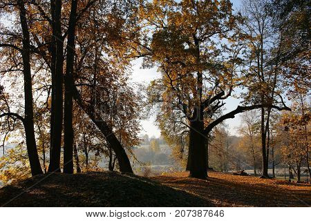 autumn landscape trees with yellow leaves in Loshitsa old park manor landscape Minsk Belarus autumn