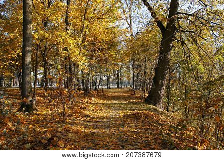 autumn landscape trees with yellow leaves in Loshitsa old park manor landscape Minsk Belarus autumn