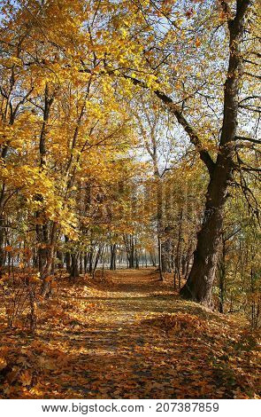 autumn landscape trees with yellow leaves in Loshitsa old park manor landscape Minsk Belarus autumn