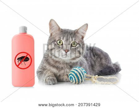 Cat with bottle of flea shampoo on white background