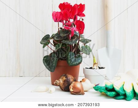 gardening scoop with flowers plant on wooden background